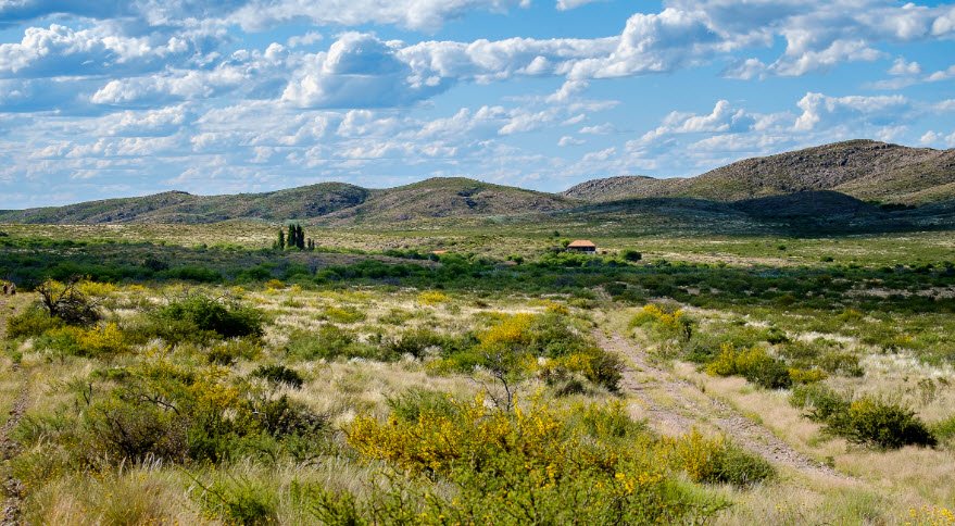 Bosques de Argentina, Argentina
